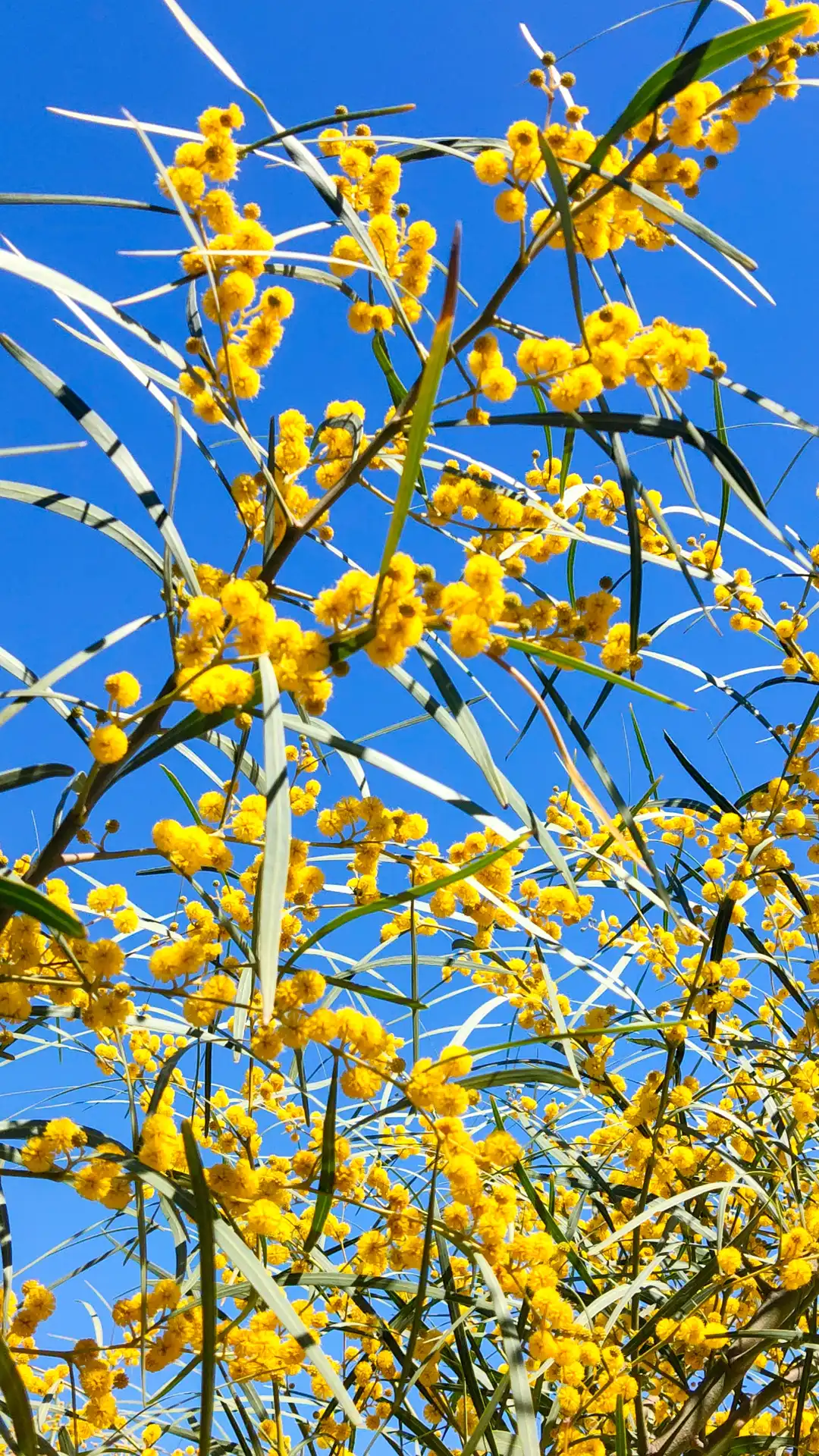 Gelbe Baumblüten vor einem strahlend blauen Himmel. Das leichte summen der Bienen durchbricht die Stille