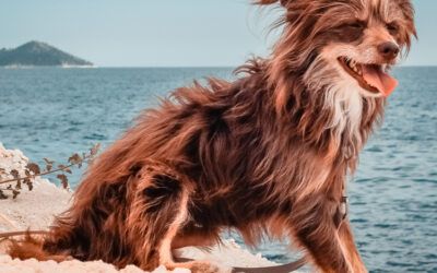 Entspannt reisen mit Hund – 15 Tipps