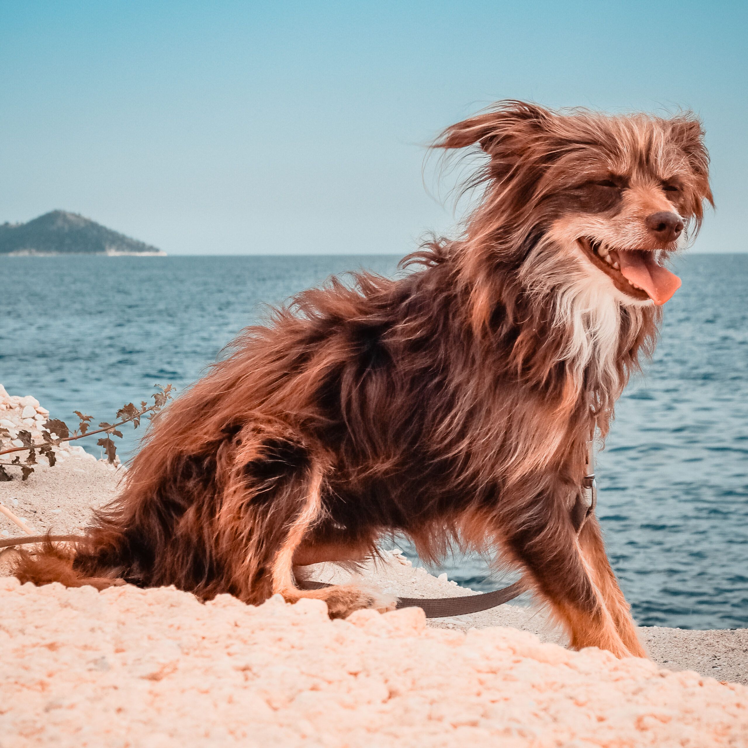 a dog sitting on a beach