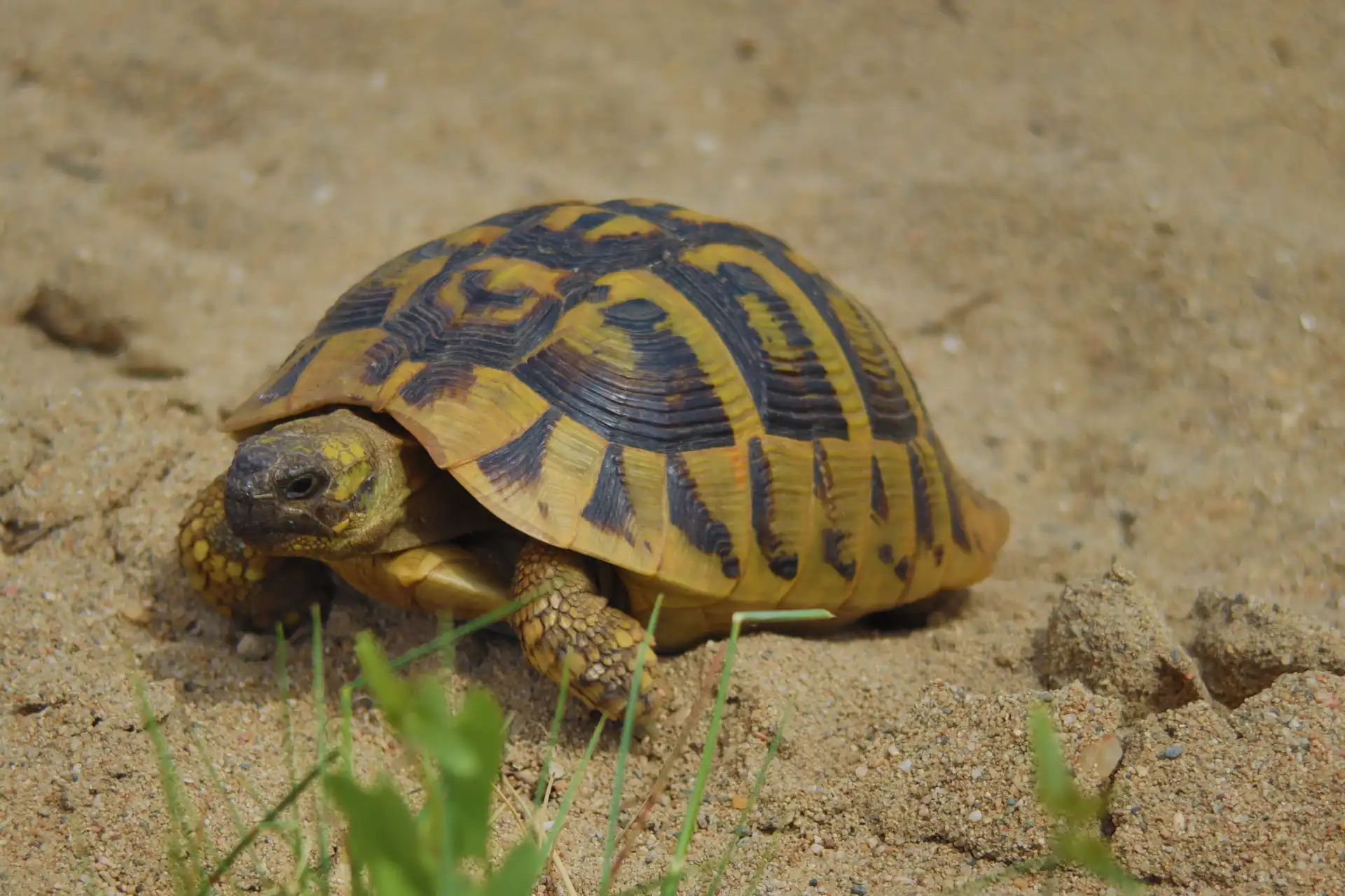 Schildkröte am Sandstrand von Griechenland