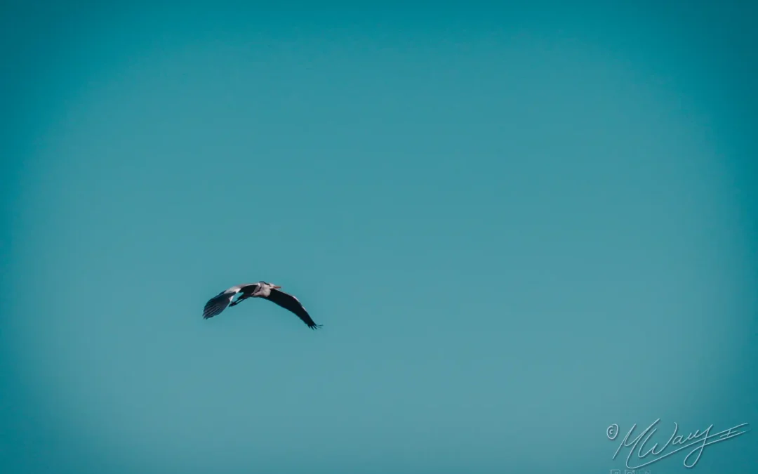 Ein fliegender Vogel vor blauem Himmel. Freiheit die nicht durch Glaubenssätze blockiert wird.