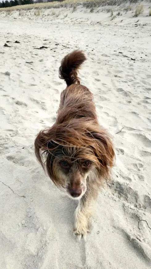 a dog standing on sand