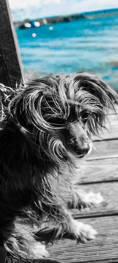 a dog with long hair on a leash