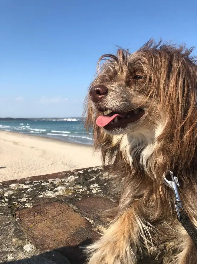 a dog on a leash on a beach