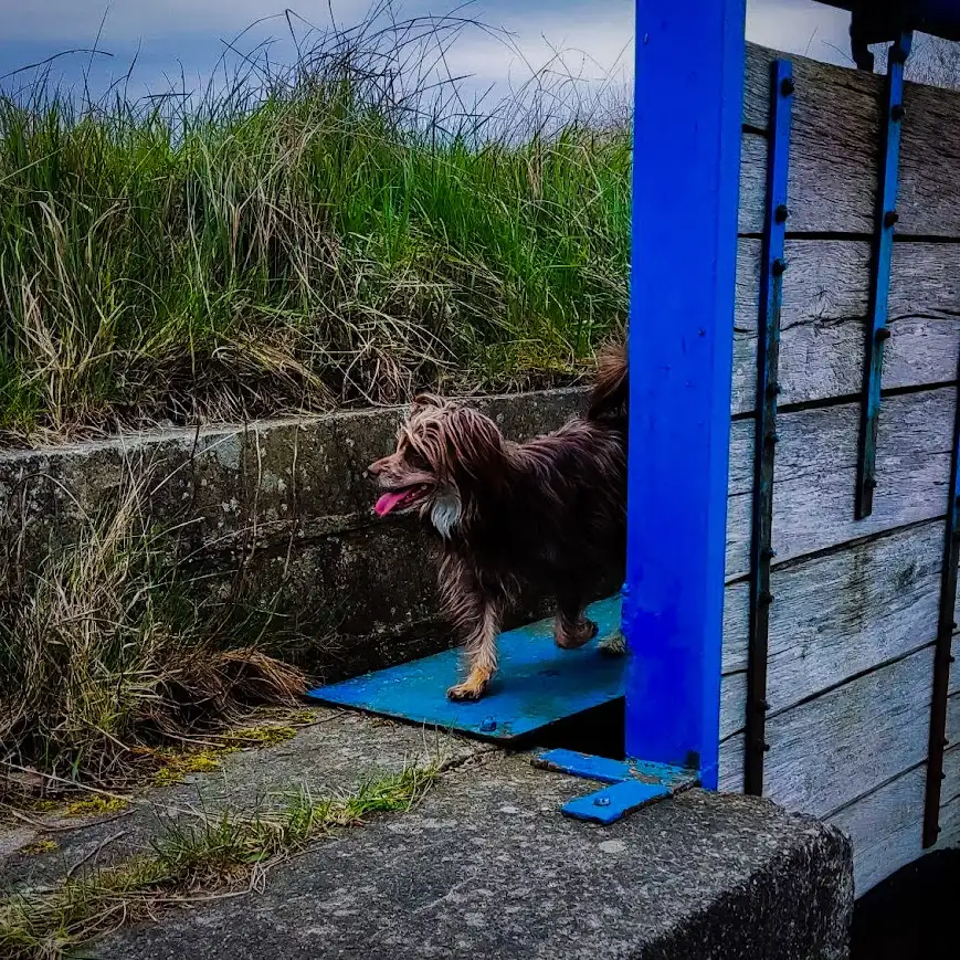 a dog standing on a blue platform