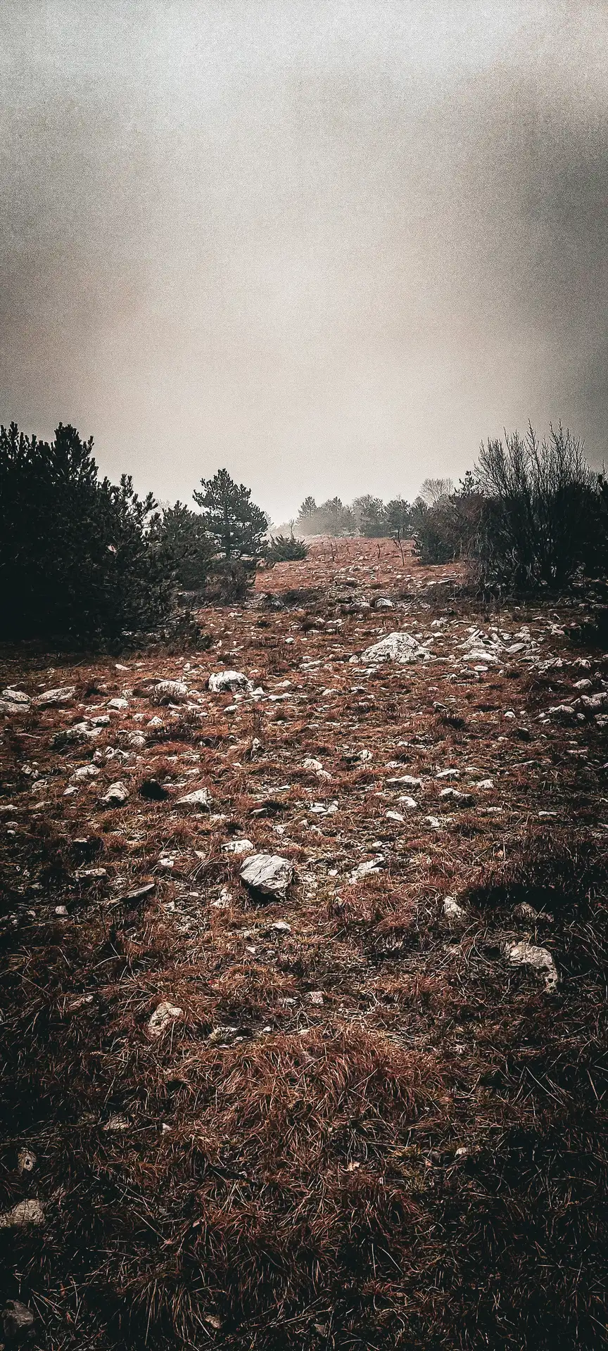 a rocky area with trees and bushes - Offroad Abenteuer