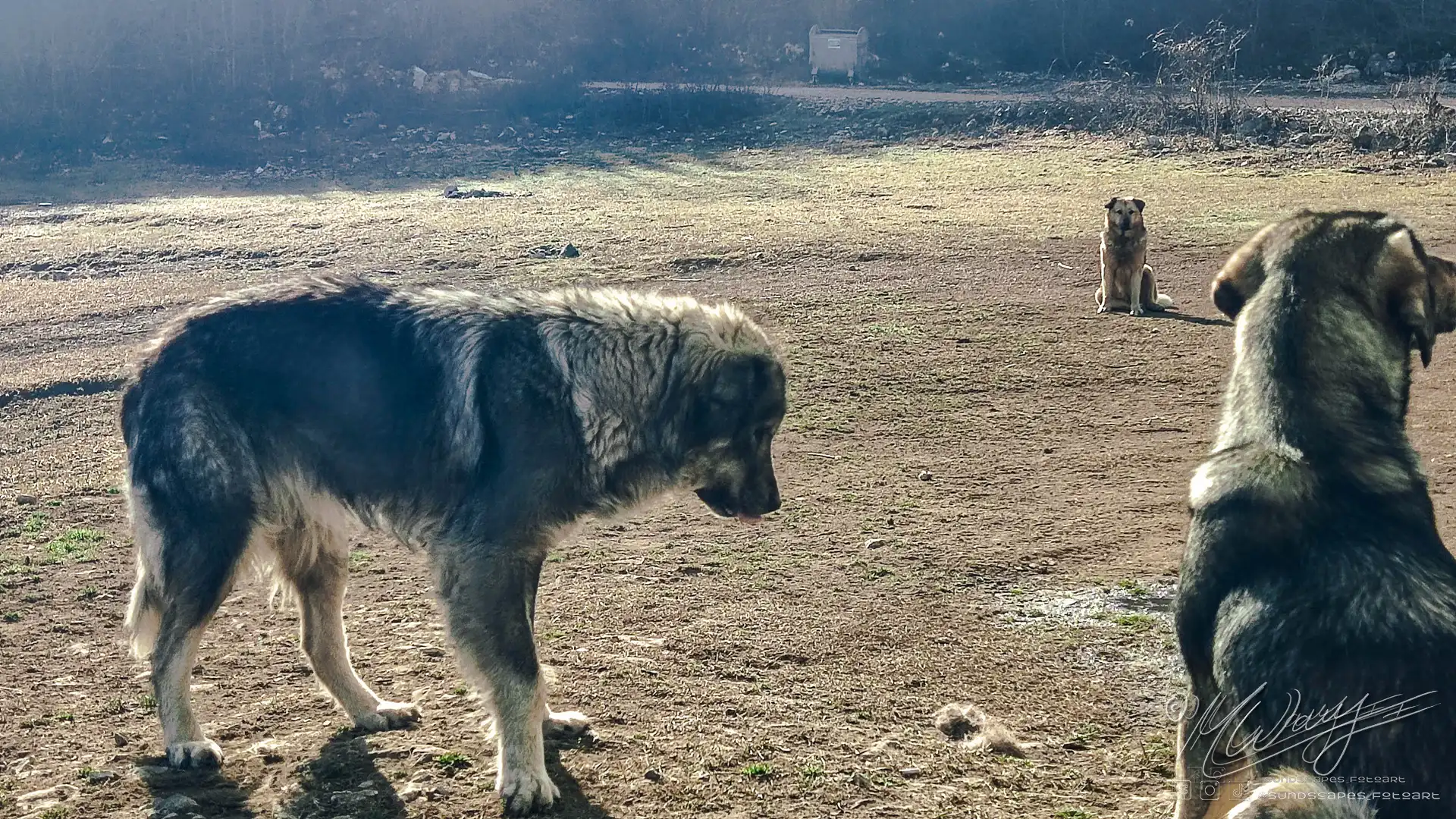 a group of dogs standing in a field