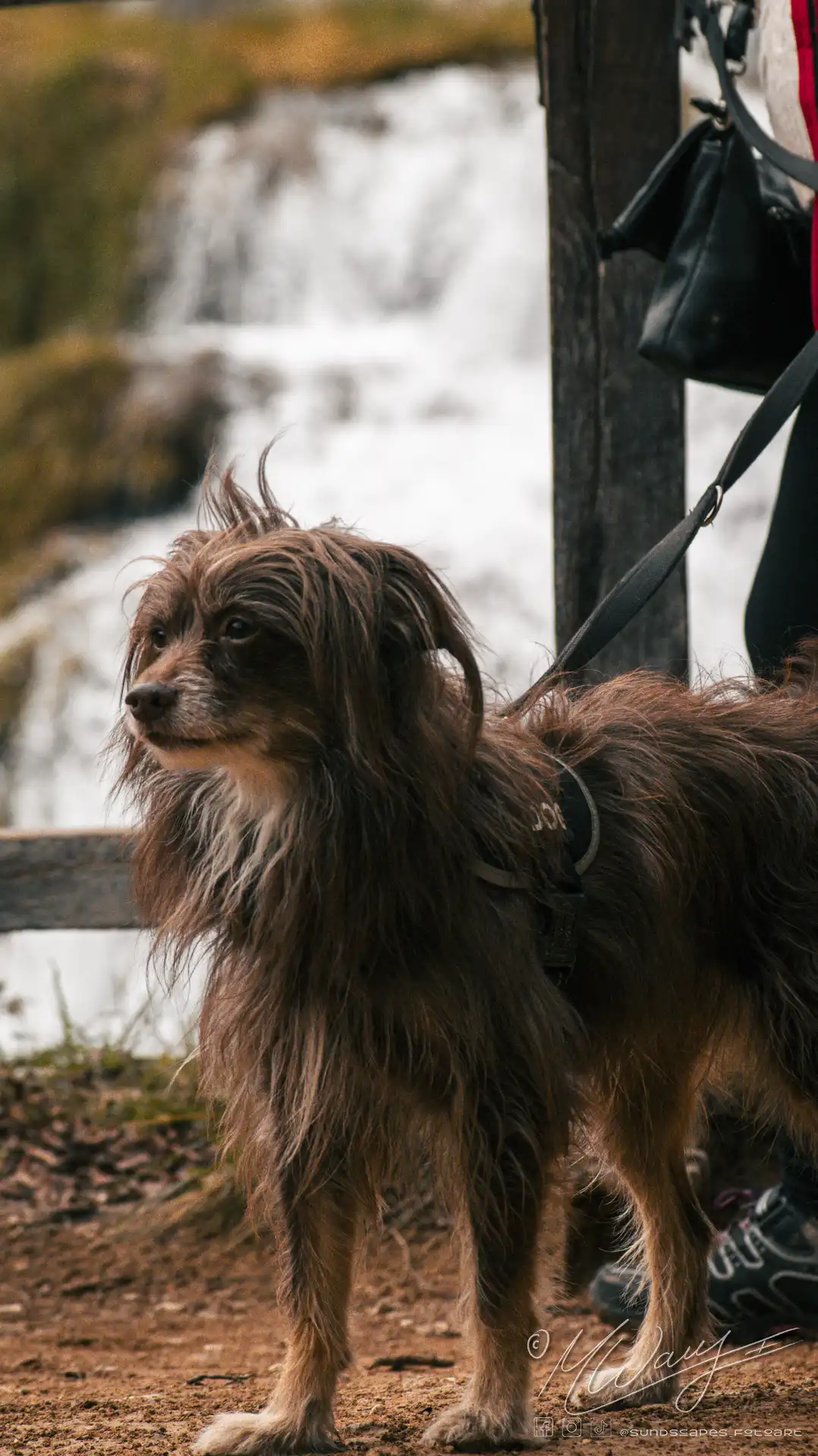 a dog on a leash