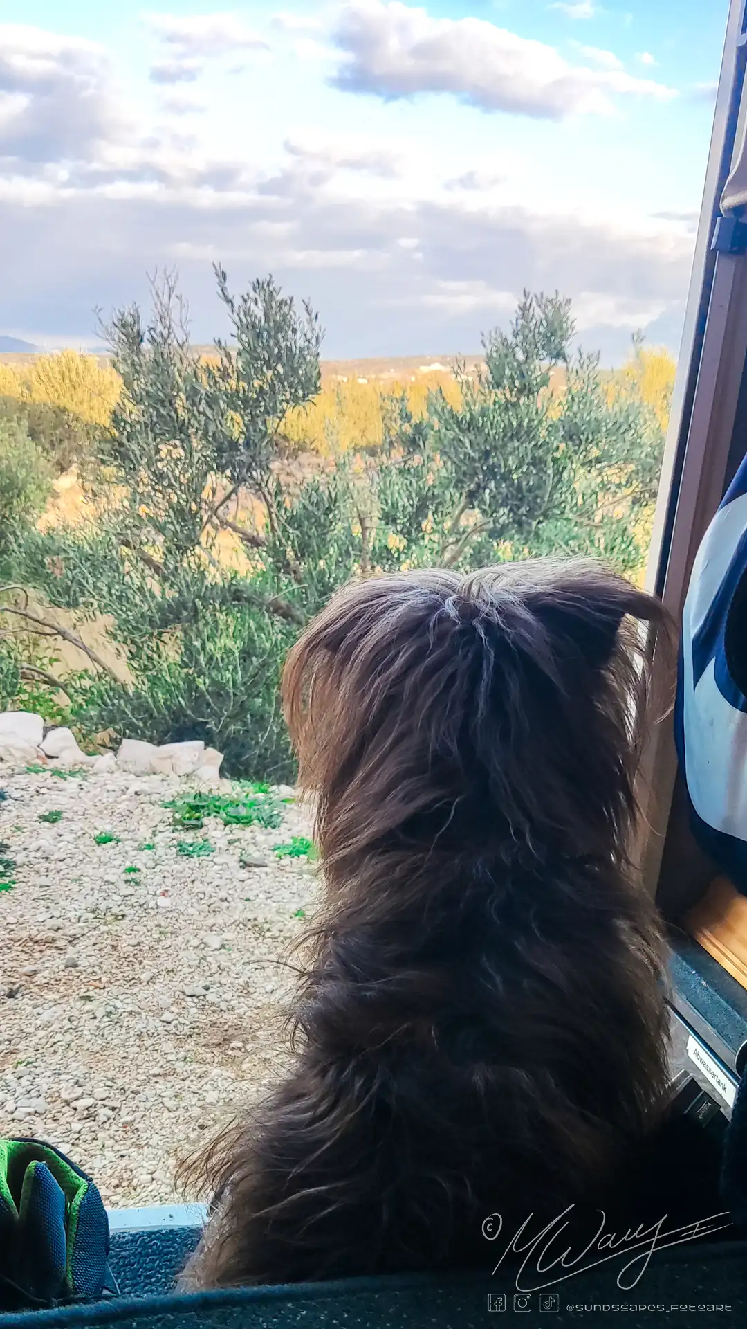 Our dog Money looks out of our camping car's door into the landscape of Dalmatia