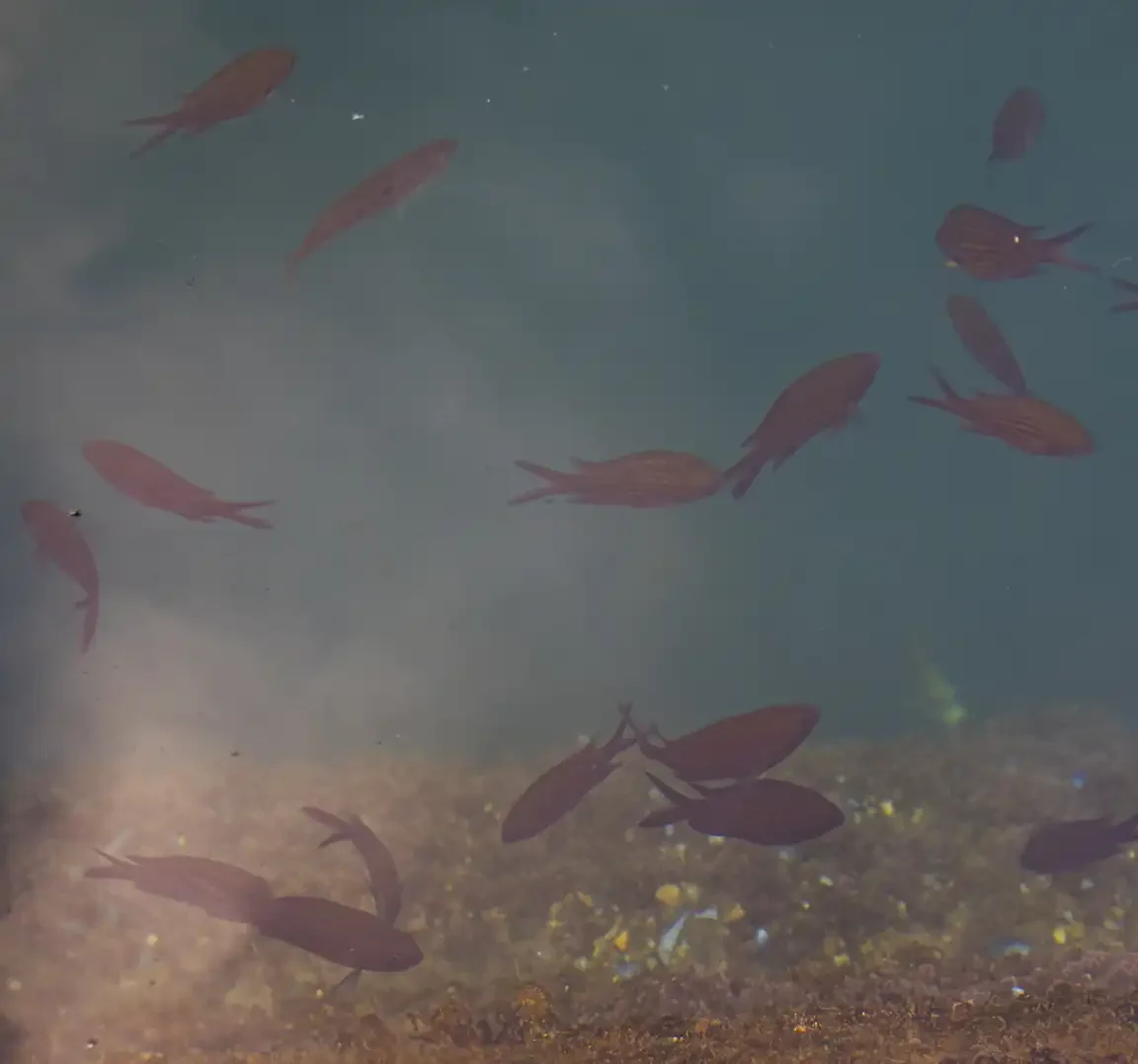 Orangefarbene Fische tummeln sich im kristallklaren Wasser vom Hafen Rijeka