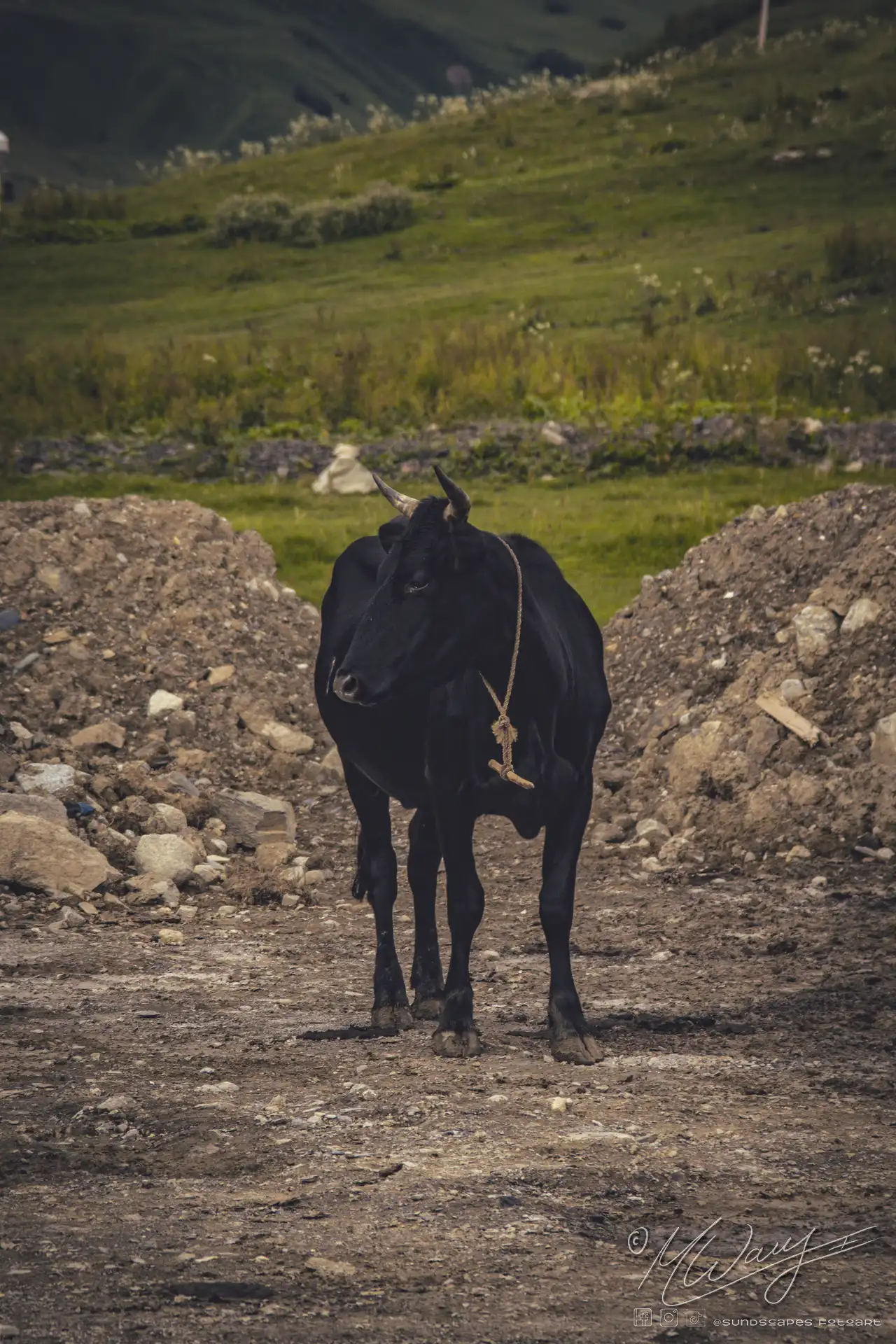 Eine braune halbwilde Kuh in Uschguli Georgien