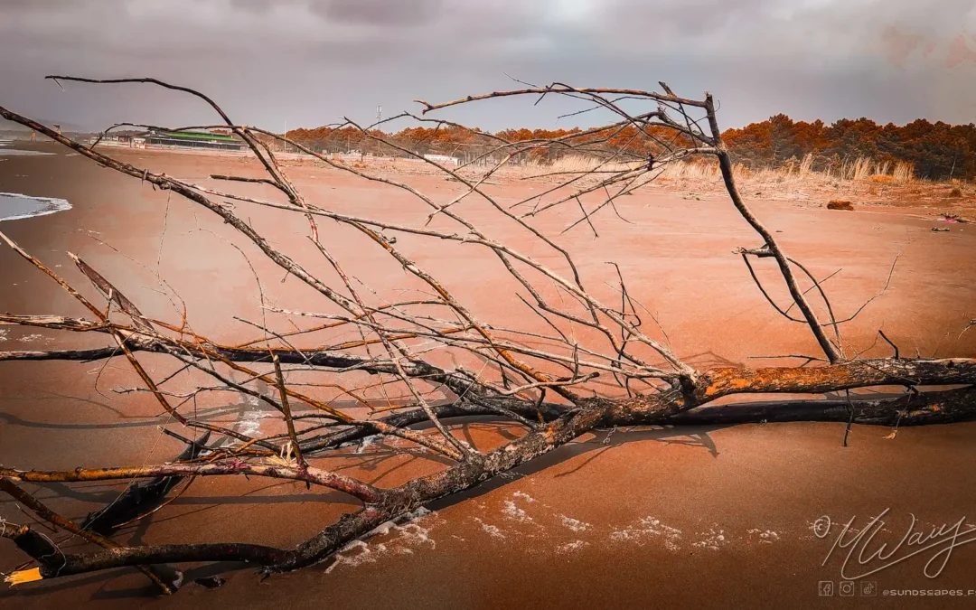 Ein abgestorbener Ast auf rötlichem Sand und Berge im Hintergrund. Selbstfindung durch Abenteuer.