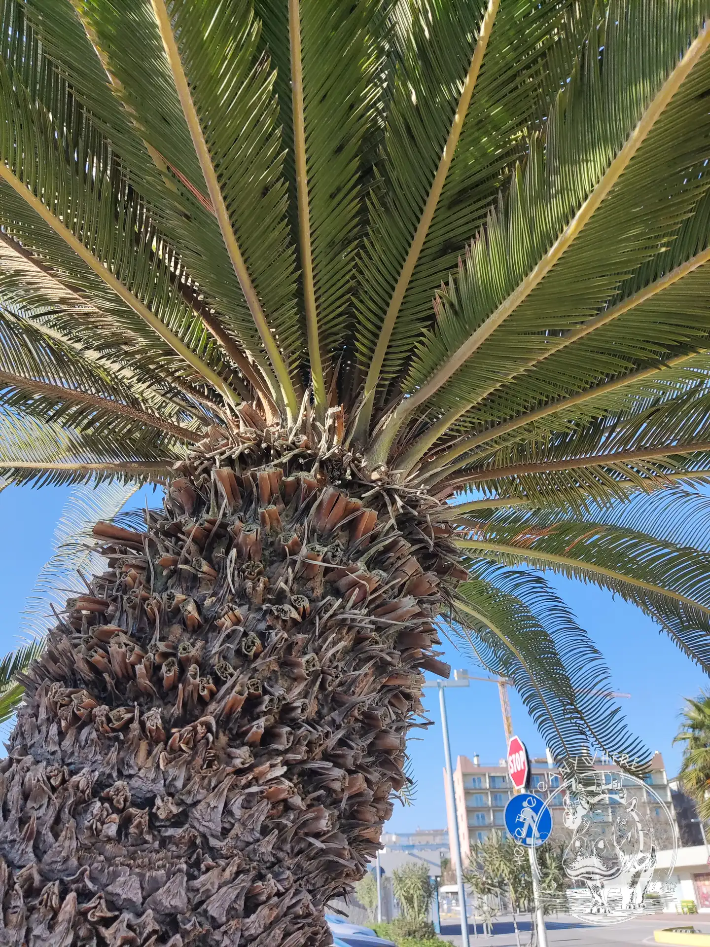 Eine Palme von unten fotografiert. Man sieht den Stamm und das Blattwerk