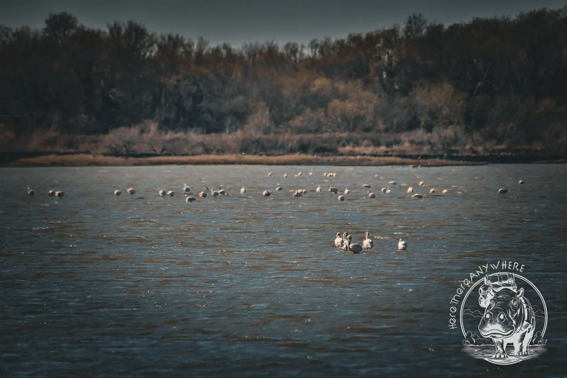 Flamingos auf einem Gewässer