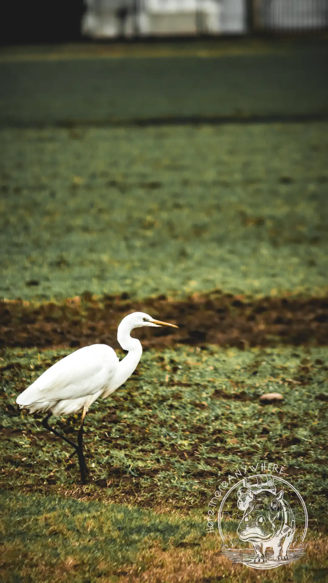 Ein Pelikan auf einer Wiese