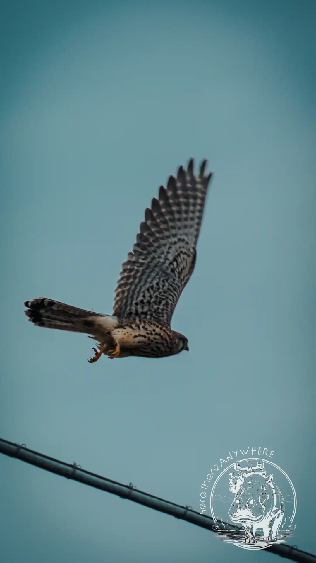 Ein Greifvogel beim Flug vor blauem Himmel. Vanlife bedeutet auch Freiheit.