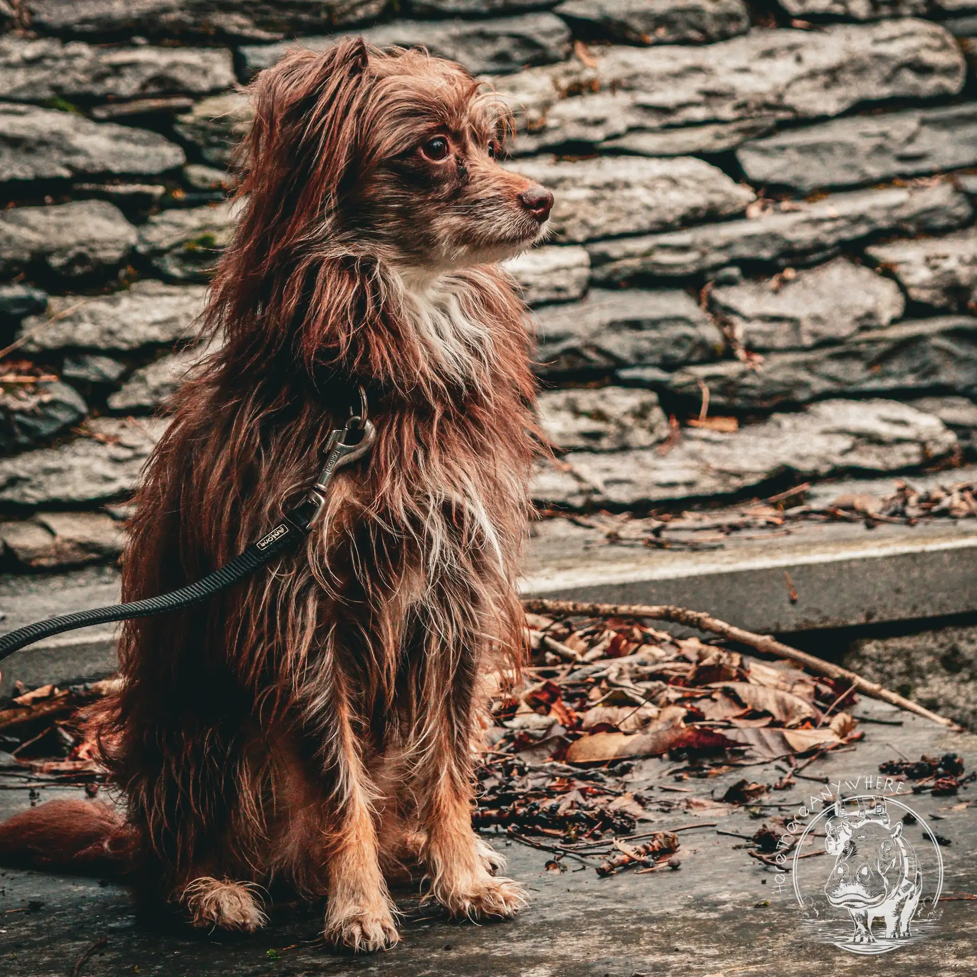 Unser Hund erkundet den Tessin in der Schweiz